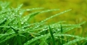 water-drops-on-the-grass-1366879165wvI